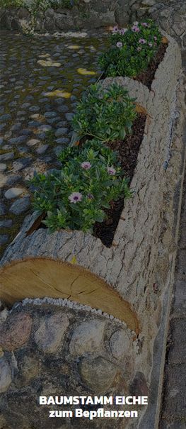 Baumstamm Eiche zum bepflanzen